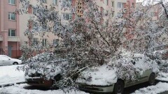В Алматы под тяжестью снега падают деревья, повреждены 42 машины