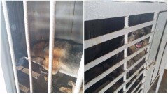 В Алматы думают, как отменить план, из-за которого в отлов попадают домашние животные