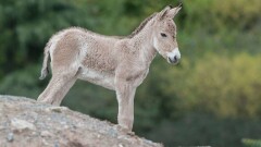 В Костанайской области браконьеры убили самку кулана