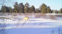 Фотоловушка "поймала" волчицу в Наурзумском заповеднике