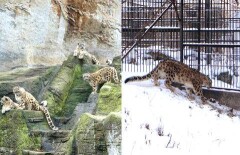 К гибели снежных барсов в зоопарке Алматы привели ужасные условия содержания