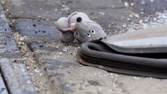 Шестилетний ребёнок в Костанае попал под машину, пытаясь вытащить котёнка