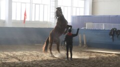 В Усть-Каменогорске зреет скандал вокруг конного манежа