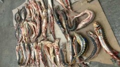 Сотрудников инспекции лесхоза подозревают в покровительстве браконьерам в Мангистауской области