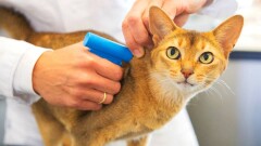 Всех домашних кошек и собак в Алматы прочипируют и внесут в единый реестр
