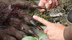 Казахстанец пытался провезти в Китай медвежьи когти и клыки