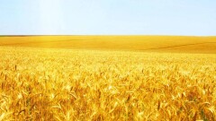 Открыт транзитный коридор для экспорта казахстанской пшеницы через Китай