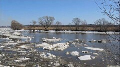 В Сырдарье повысился уровень воды: подтоплен дачный участок