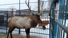 В 30-градусные морозы питомцам Биоцентра Семея готовят калорийную пищу