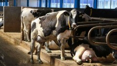 В Казахстане начнут проводить аудит мелких поставщиков молока на заводы