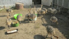 Актюбинский предприниматель занялся разведением страусов