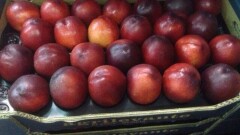 Более 20 тонн продукции из Казахстана не пропустил Россельхознадзор