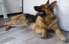 Тайник с наркотиками и его хозяина обнаружил полицейский пёс Актос в Алматинской области
