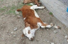 Выяснилась причина гибели скота в Актюбинской области