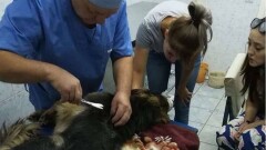 В Актобе волонтёры требуют наказать подростка за жестокое обращение с животными