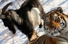 Тигрица Тайга разлучила козла Тимура с тигром Амуром