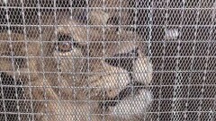 Льва из Актау отправили в Алматы на самолёте