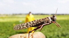 На Алматы напала не саранча, а большие кузнечики – управление сельского хозяйства