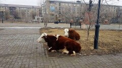 На пасущихся в центре Атырау коров сотрудники ДВД пожаловались коммунальщикам