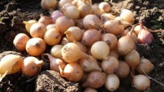 Инновационный метод посадки лука внедрили в ЮКО