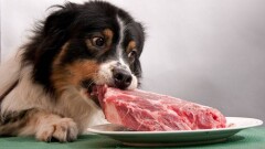 Жительница Астаны накормила бездомных собак 80 килограммами мяса