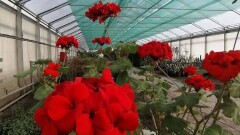 Акимат: В столице готовят к высадке 100 тысяч деревьев и 6 млн цветников