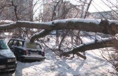 Упавшее дерево раздавило автомобиль в Шымкенте