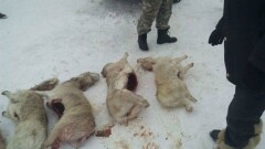 Раненый инспектор рассказал о схватке с вооружёнными браконьерами в Карагандинской области
