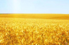 В Мажилисе представили кардинальные изменения в Земельный кодекс