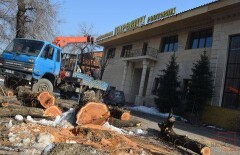 За вырубку деревьев ради парковки оштрафован ресторан в Алматы
