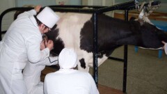 На отсутствие ветеринарных специальностей среди грантов на 2018 год указал депутат