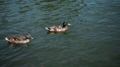 На водоёме в ВКО обнаружили сотни мёртвых диких уток