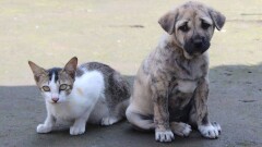 В столице все желающие смогли забрать себе одно из бездомных животных