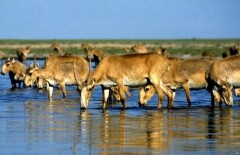 Неизвестная инфекция уничтожает популяцию сайгаков в Казахстане