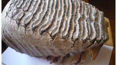 Коренной зуб мамонта нашли в Костанайской области