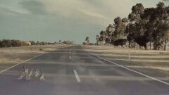 В Австралии Tesla, ехавшая на автопилоте, не стала давить уток на дороге