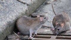 На борьбу с крысами акимат Алматы выделил более 80 миллионов тенге
