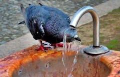 Аномальной называют жару в Казахстане синоптики