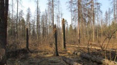 Три тысячи гектаров леса засохло на берегу Урала в Атырауской области