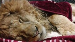 Как посетитель пытался разбудить льва камнями, сняли очевидцы в зоопарке Алматы
