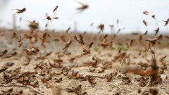 В МСХ расследуют ситуацию с нехваткой препаратов перед нашествием саранчи