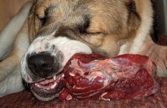 За охотничий инстинкт собаки её хозяину пришлось раскошелиться