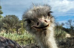 Страус пустился в погоню за участниками веломарафона в ЮАР