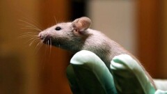 Учёным удалось уменьшить воспаление в мозге мышей с болезнью Альцгеймера. Это может помочь победить болезнь