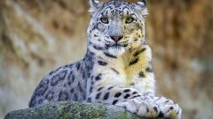 В ЮКО снежный барс спустился к людям 