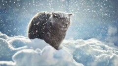 Синоптики обещают снег и гололедицу на большей части страны 28 декабря