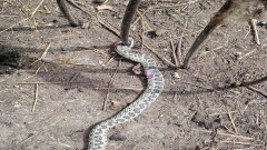 Жители Костанайской области напуганы заползающими во дворы гадюками