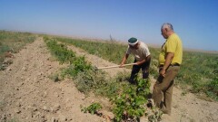 В ЮКО заключения учёных о состоянии почв не доходят до аграриев