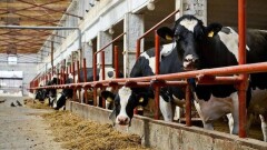 500 млн долларов готов вложить Всемирный банк в проект мясного животноводства в РК