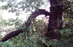 От сильного ветра в Караганде пострадали деревья и крыши зданий
